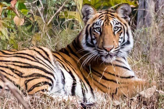 tadoba-andhari-tiger